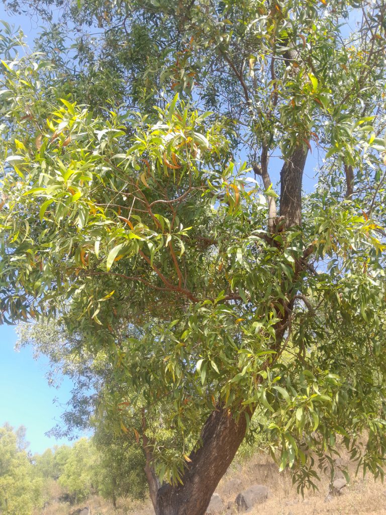 Beautiful tree, standing tall and majestic with vibrant leaves that shimmer in the sunlight. Green Nature.