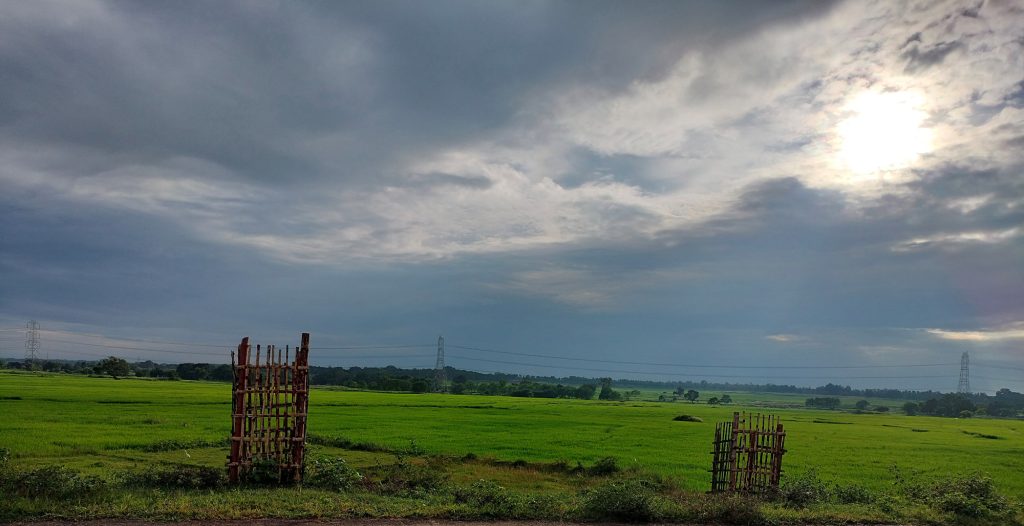 Beautiful nature view of rice farm with green land and grey sky.