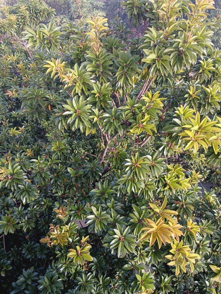 Top view of Sapodilla (Chicoo) tree. A beautiful view of green nature. The Sapodilla (Chicoo) tree is a tropical evergreen known for its sweet, brown, pear-shaped fruit, native of the Central America.