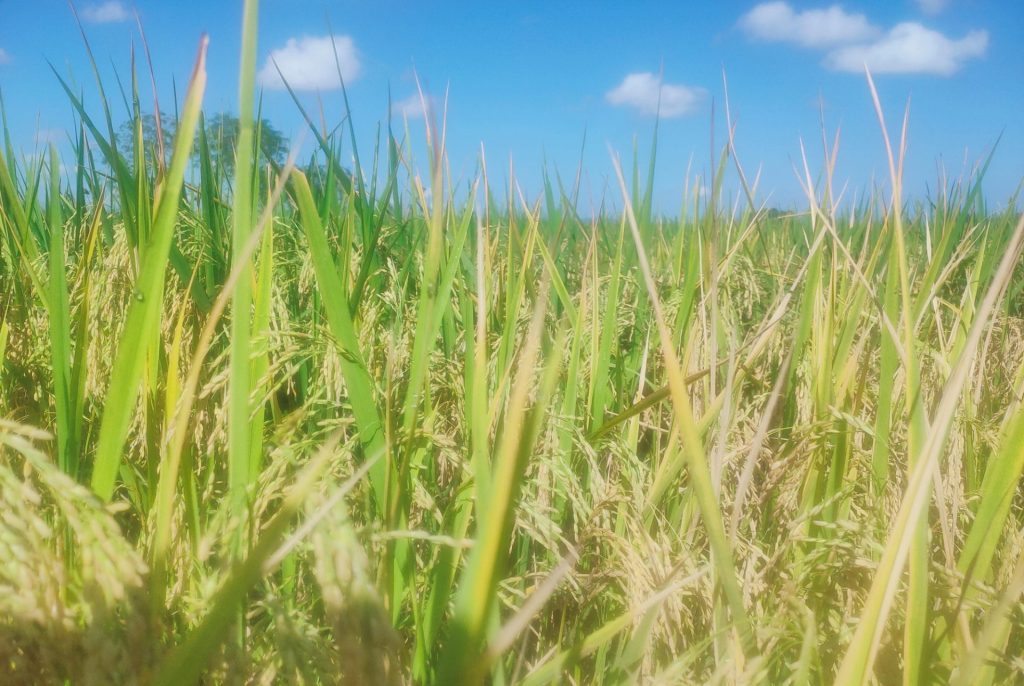 Very beautiful view of Rice farming in rural areas. Village side in Jharkhand, India. Cute view of Nature. Green land with blue sky.