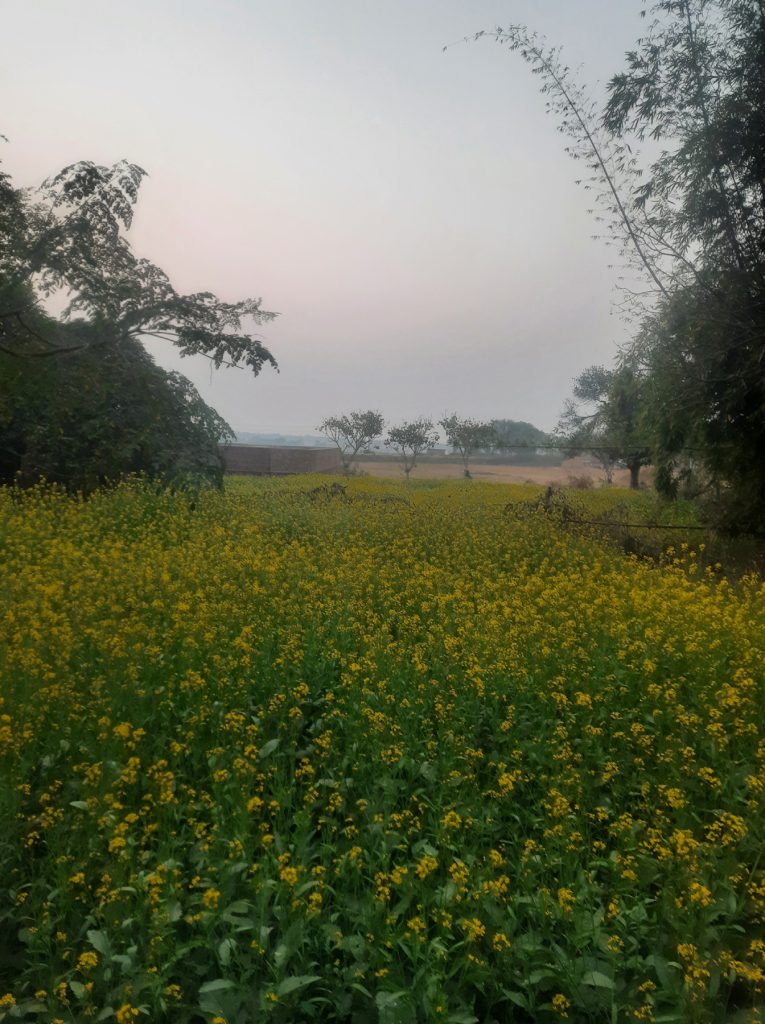 A beautiful look of mustard flower (mustard farming). Beautiful nature with green land and sky. An image of mustard farming with its flower.