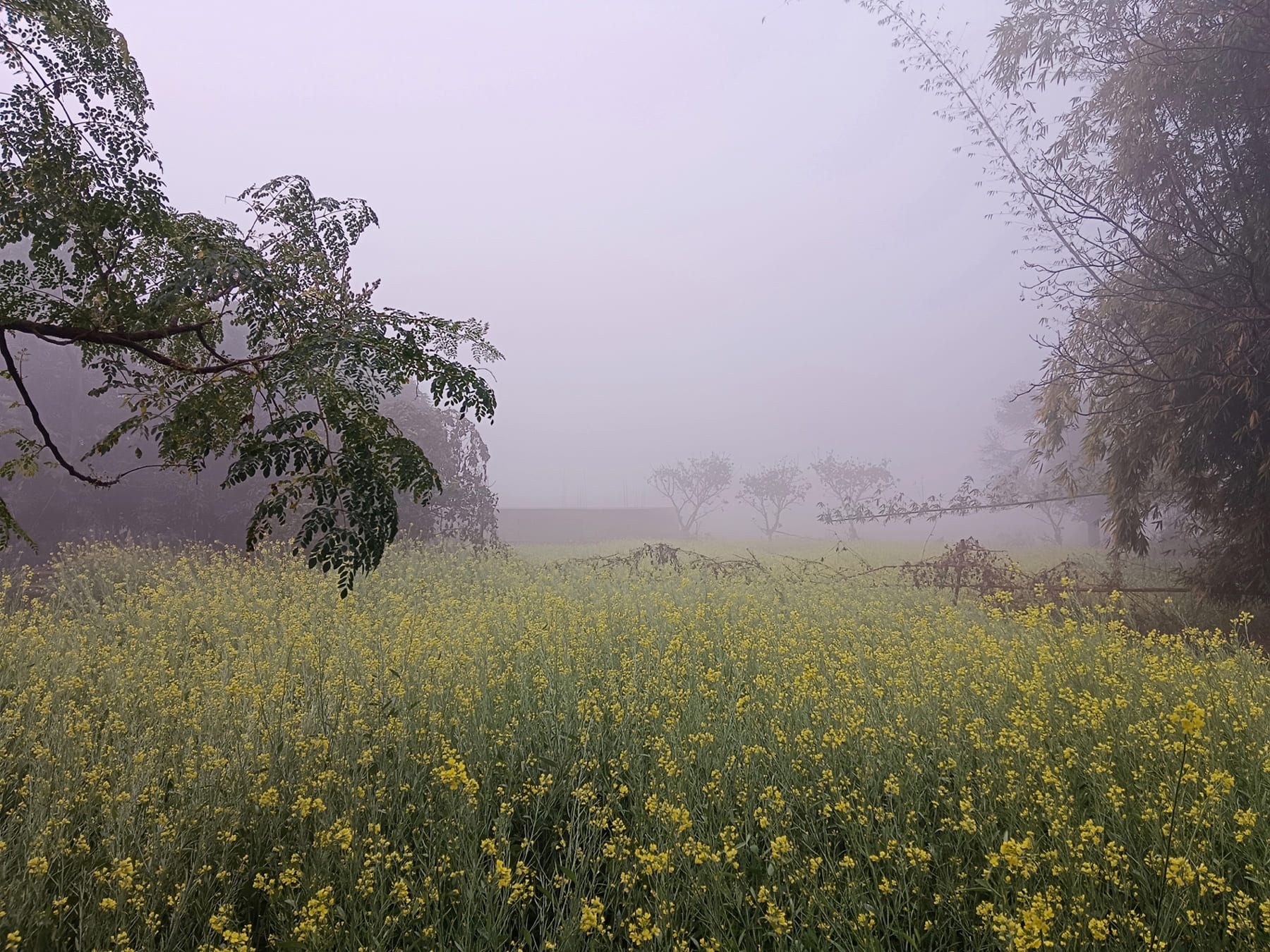 Foggy Nature (Morning Image) in the winter season in Kairo, Jharkhand, India. December month. A foggy morning where the air feels fresh, and the horizon disappears into a mysterious haze.